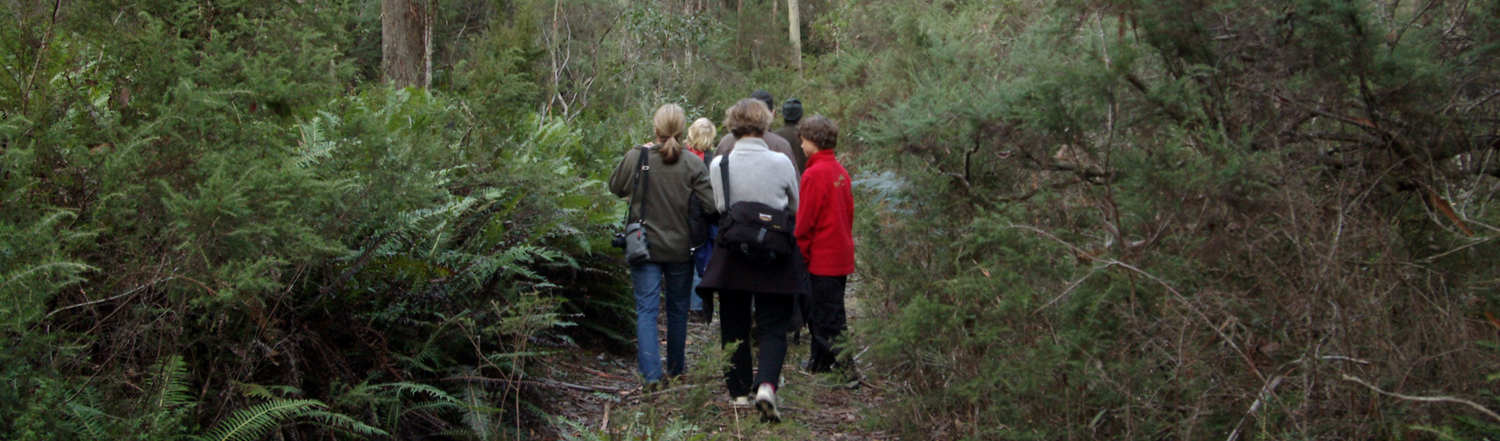 Forest Walks Lodge - guided walks in Tasmania Great Western Tiers in northern Tasmania. Plant and bird identification