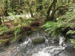 Forest Walks Lodge - rainforest, Great WEstern Tiers, Northern Tasmania, short walks, rainforest walk